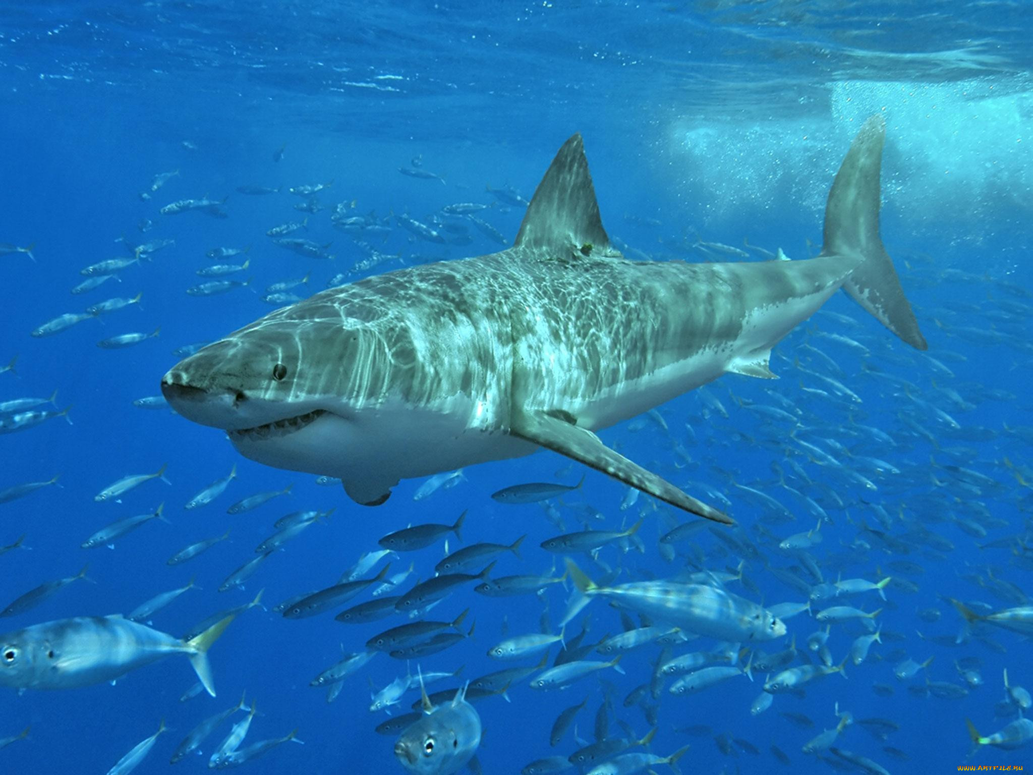 , , , , , , , , shark